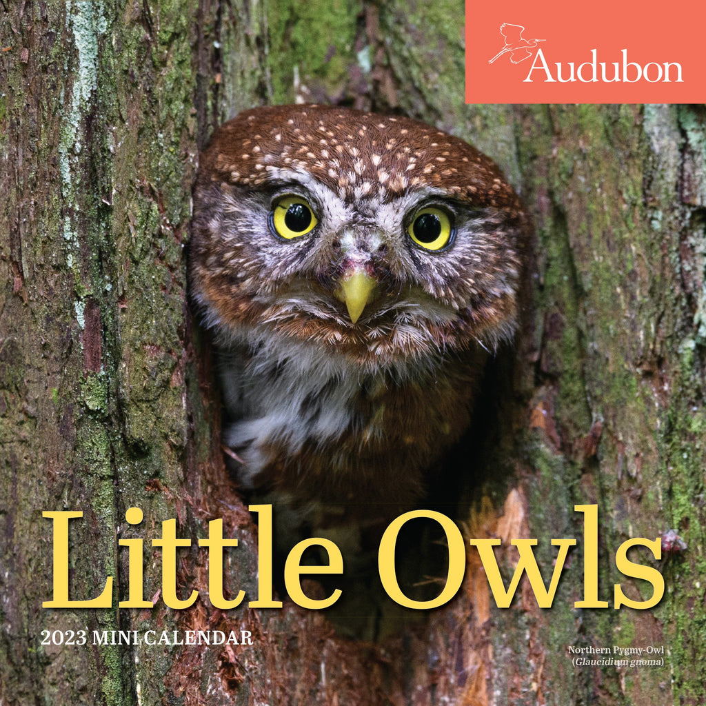 Audubon Little Owls 2023 Mini Wall Calendar