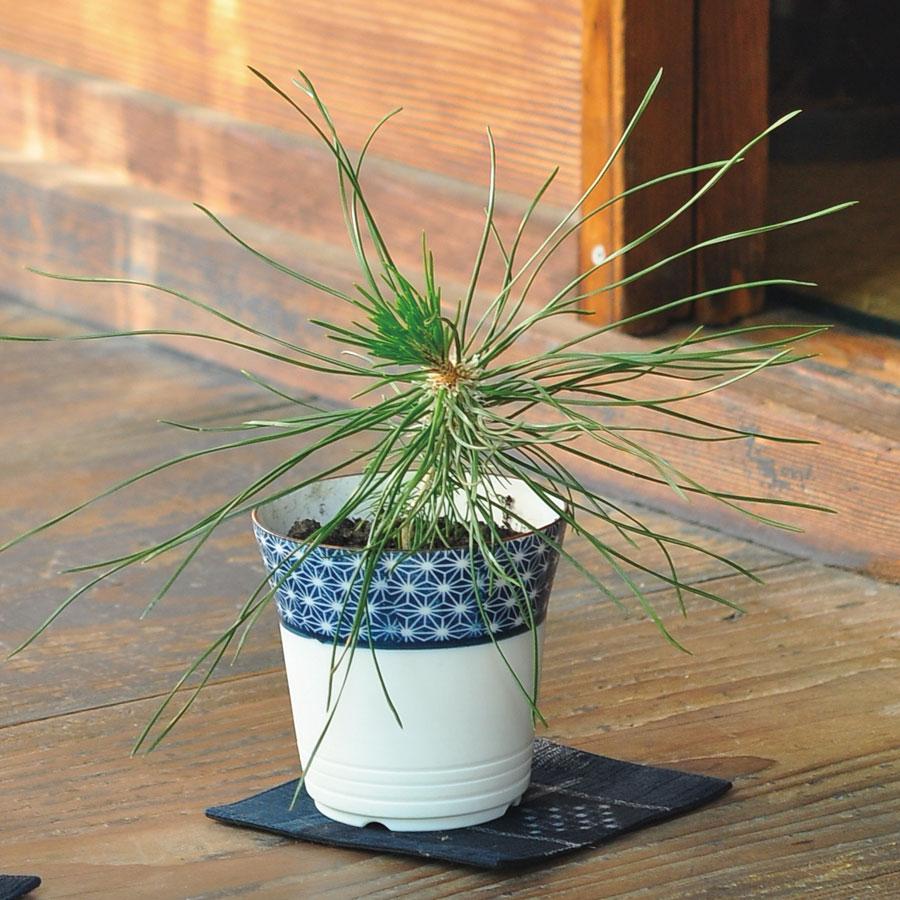 Black pine Bonsai Kit