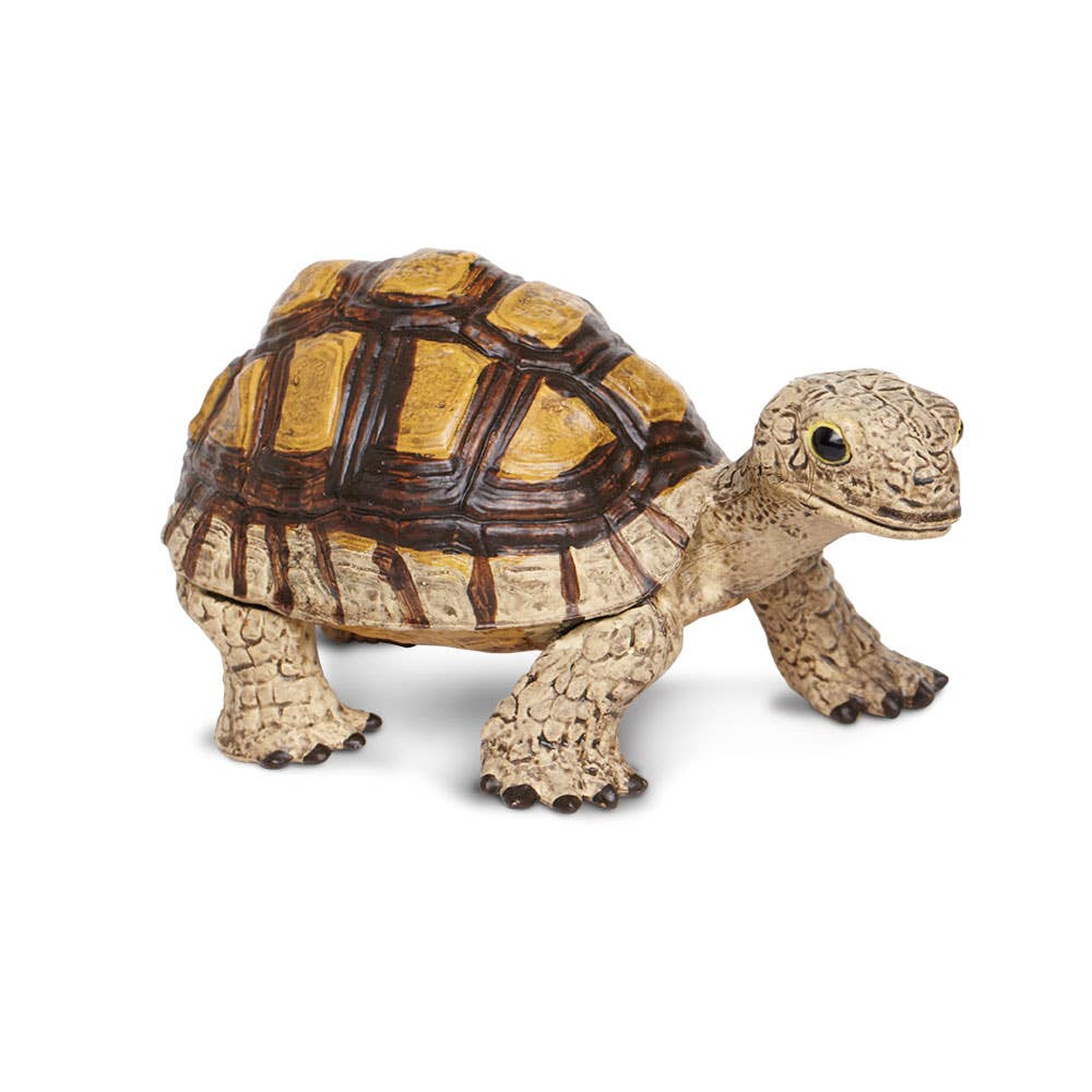 Tortoise - 258629