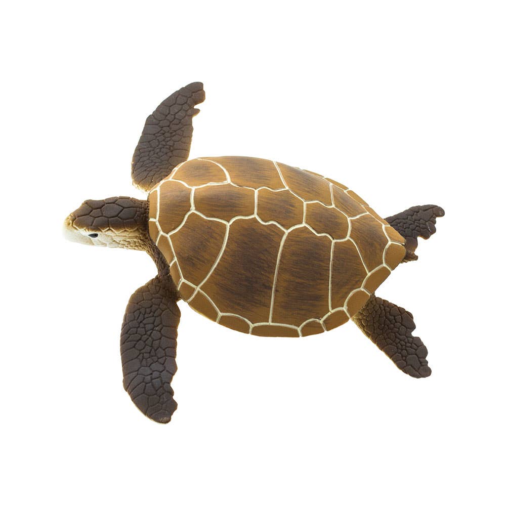 Green Sea Turtle - 202329
