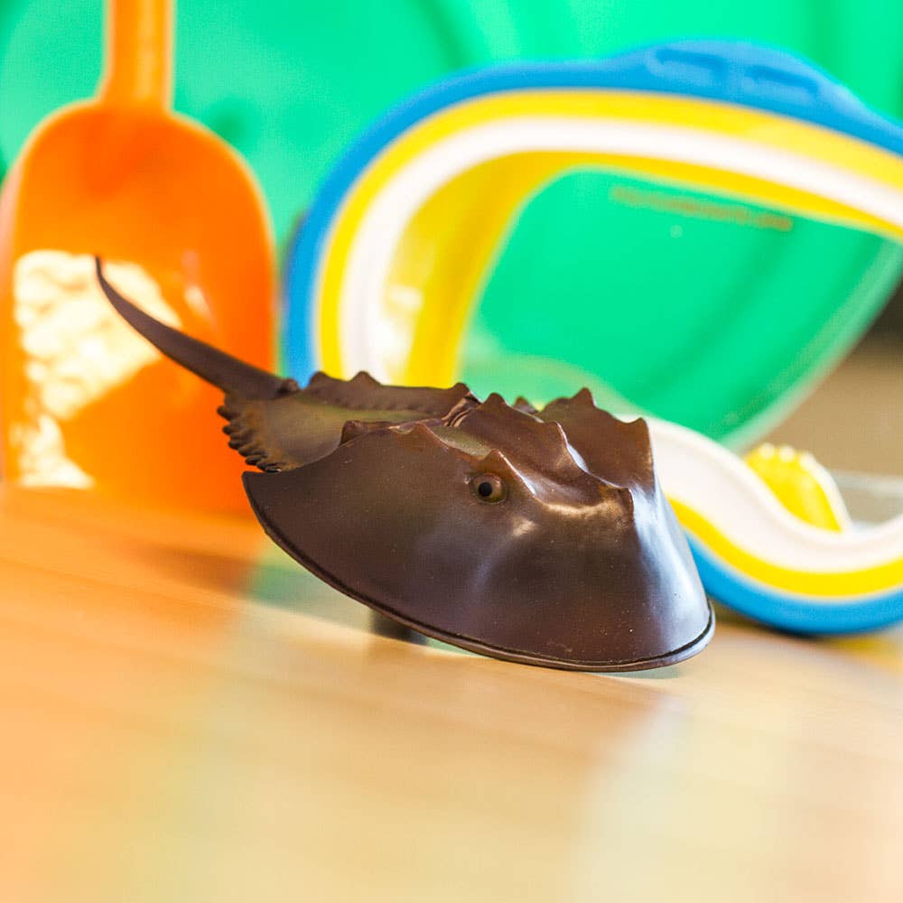 Horseshoe Crab - 261429