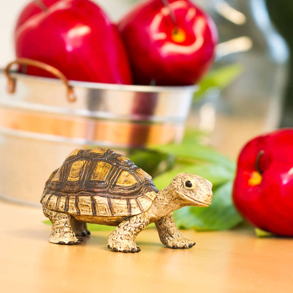 Tortoise - 258629