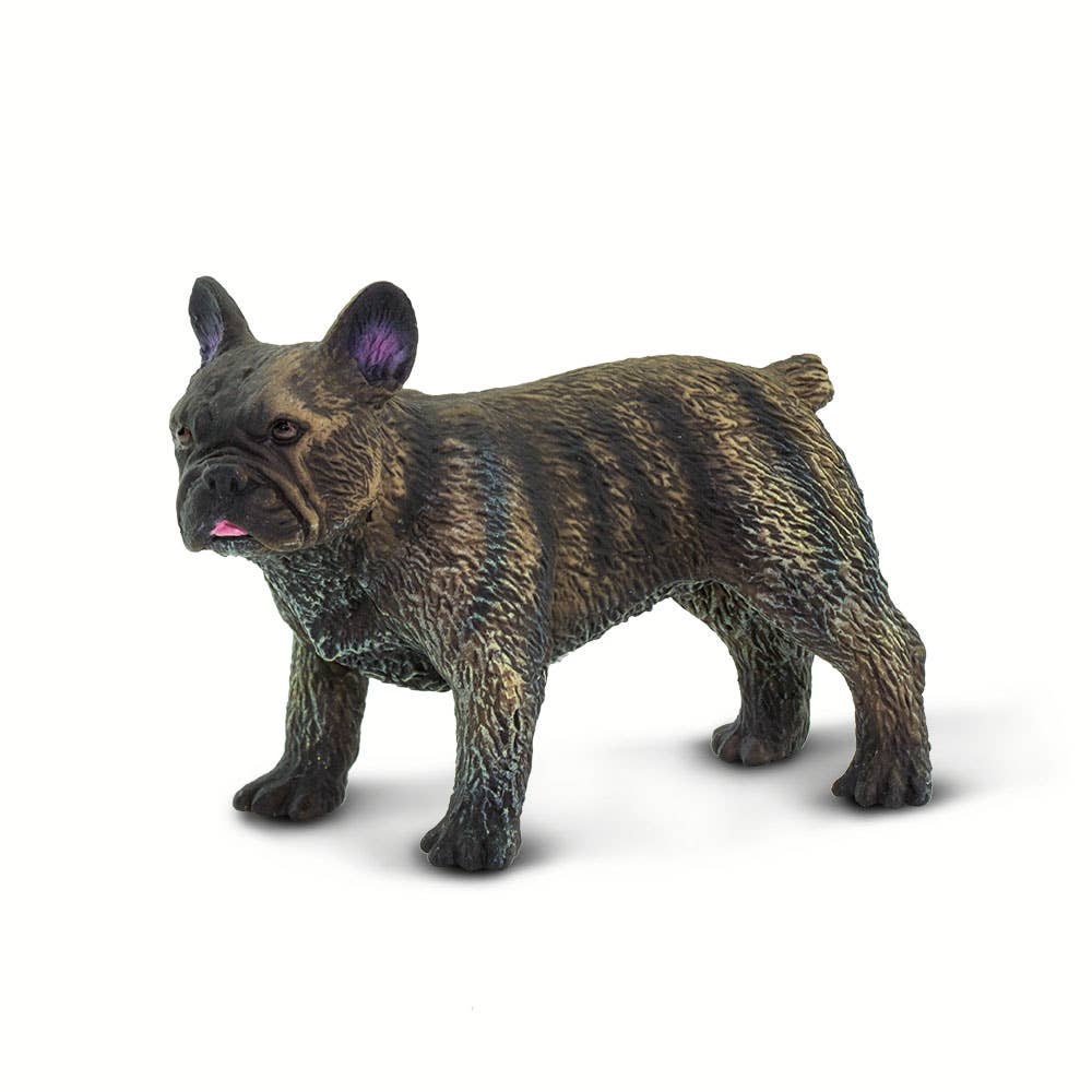 French Bulldog - 100304