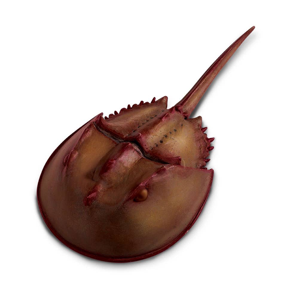 Horseshoe Crab - 261429