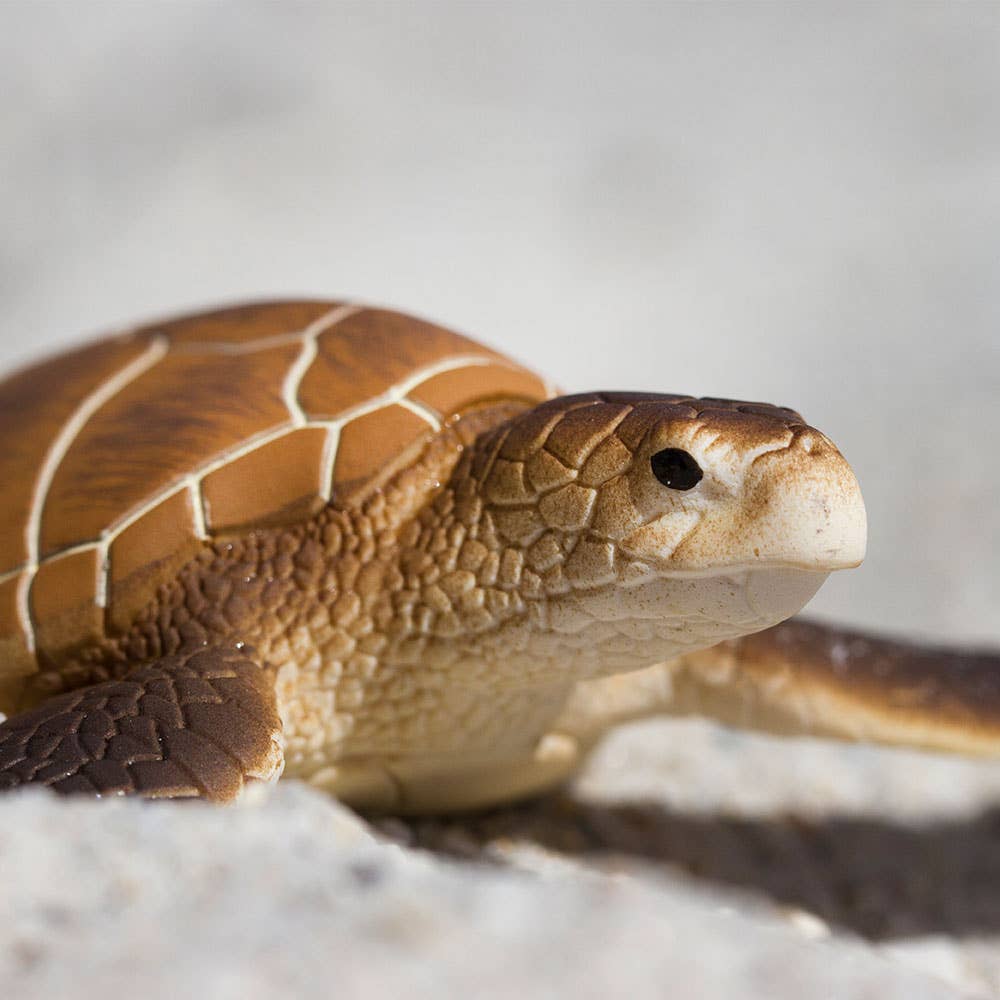 Green Sea Turtle - 202329