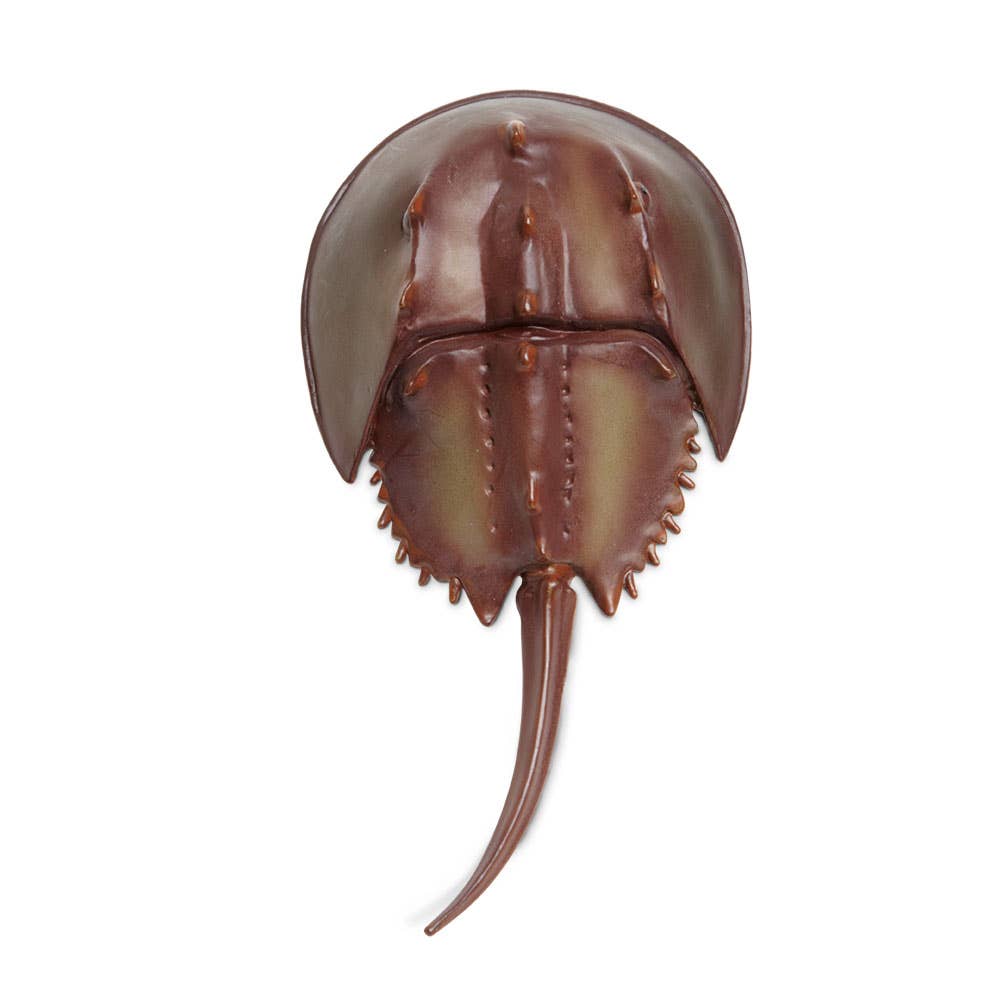 Horseshoe Crab - 261429