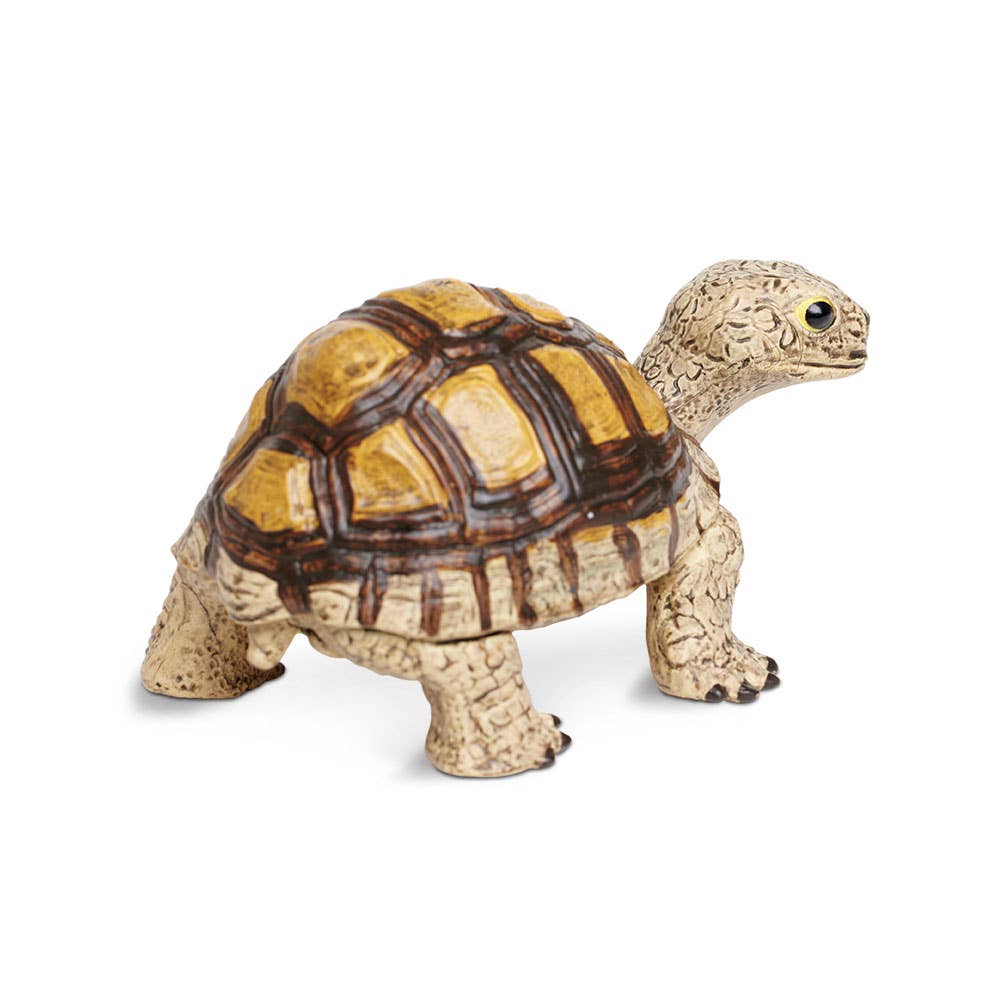 Tortoise - 258629