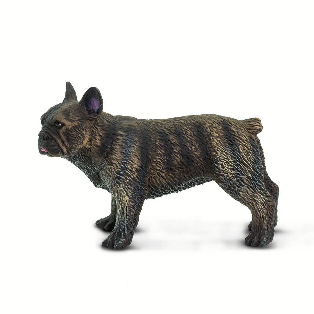 French Bulldog - 100304