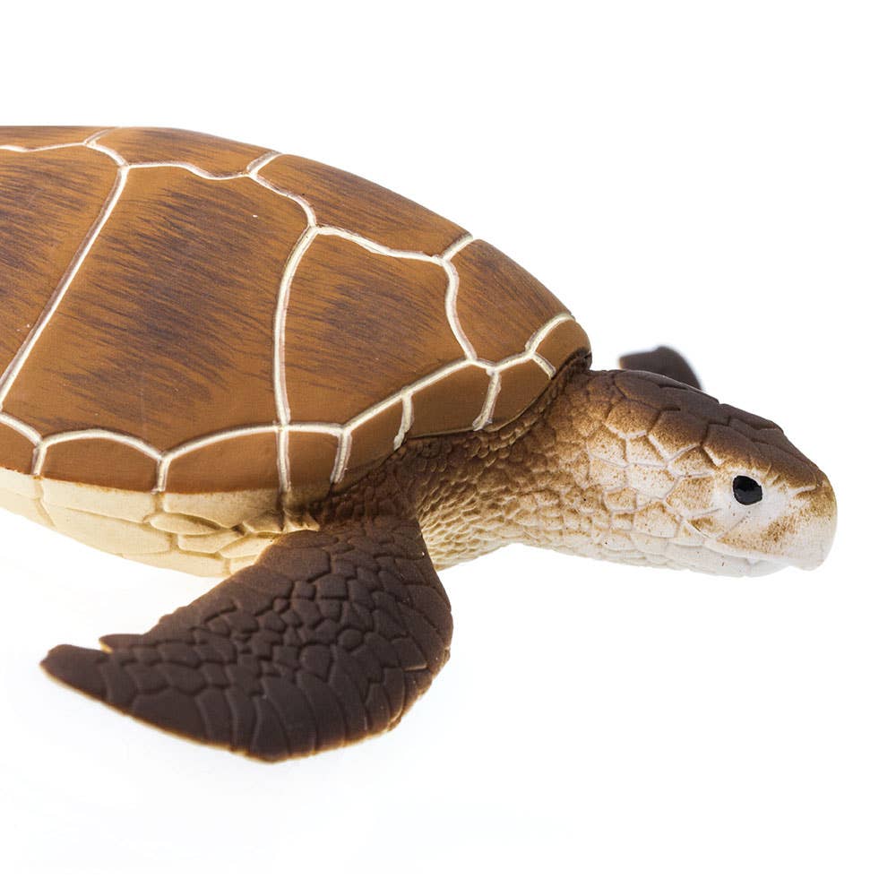 Green Sea Turtle - 202329