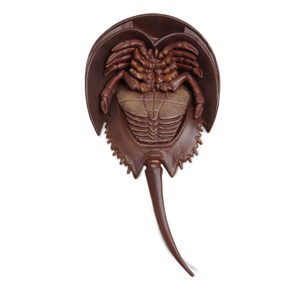 Horseshoe Crab - 261429