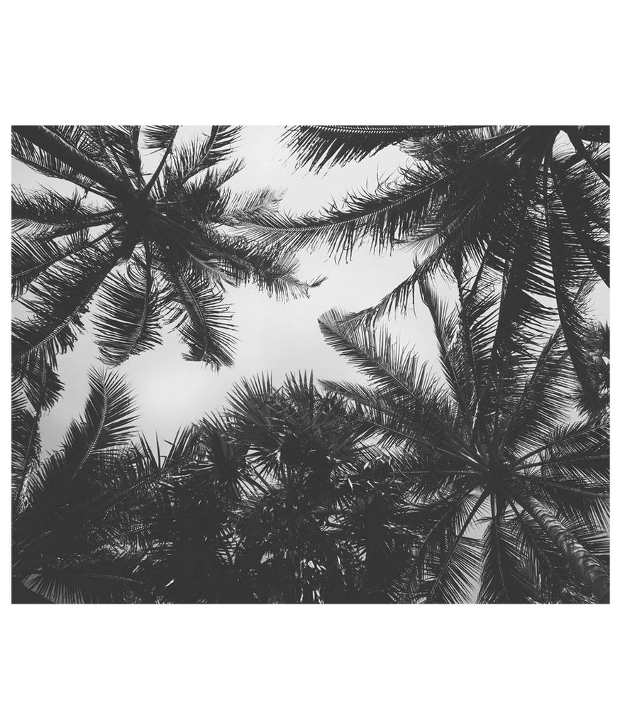 Palm Tree Photograph Wall Art