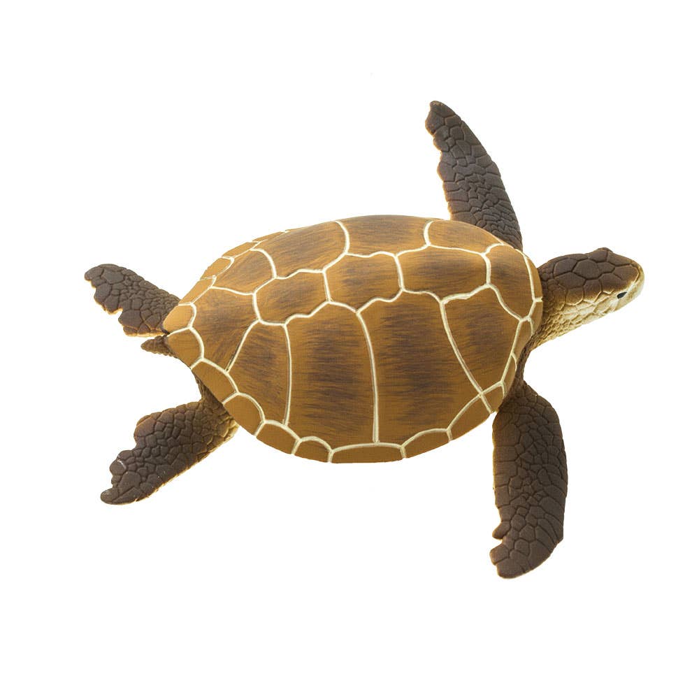 Green Sea Turtle - 202329