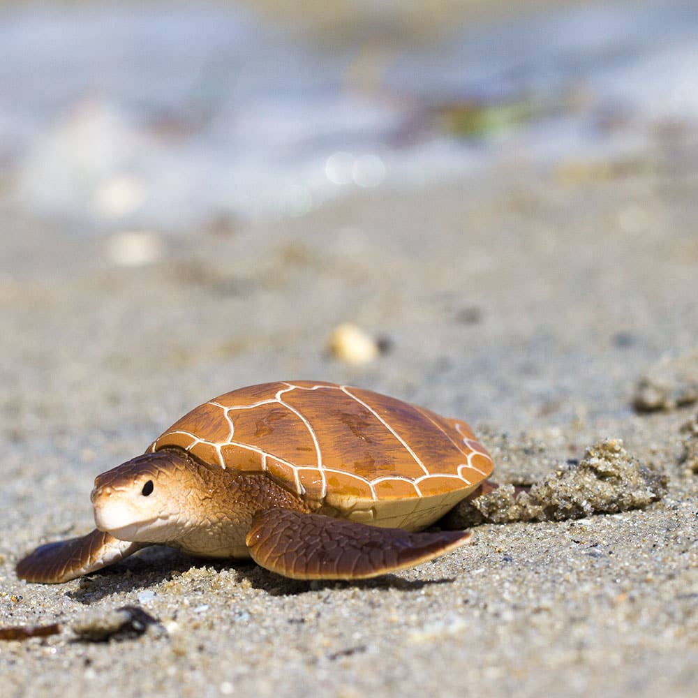 Green Sea Turtle - 202329