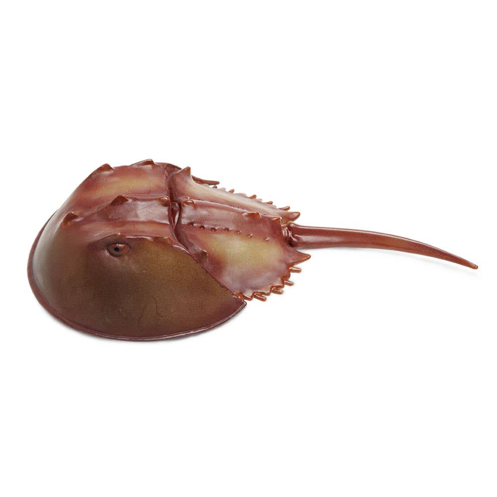 Horseshoe Crab - 261429