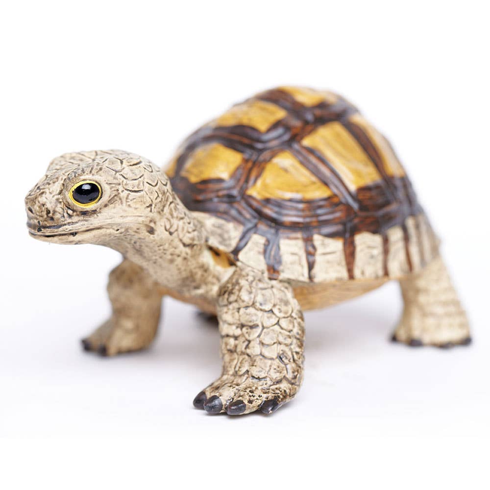 Tortoise - 258629