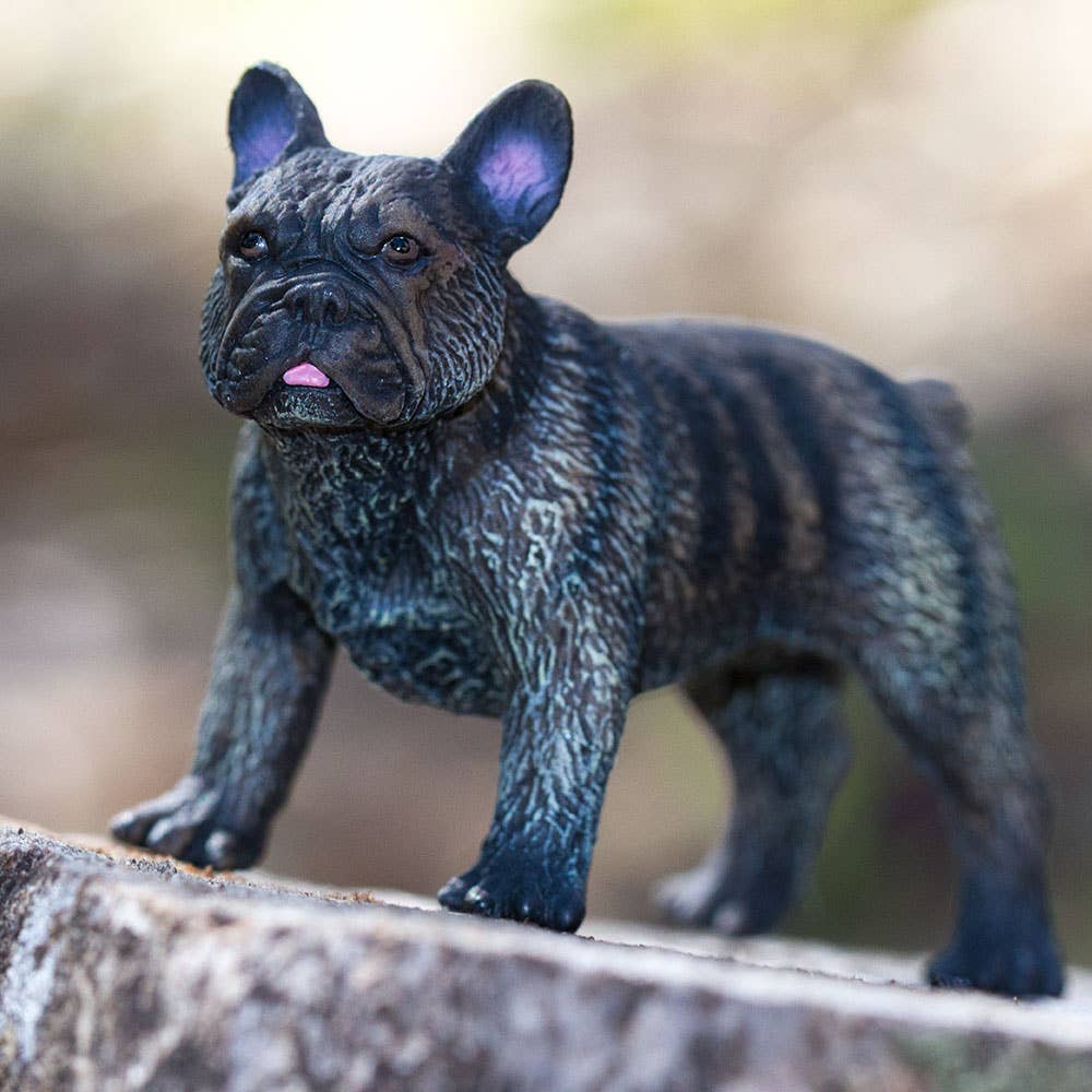 French Bulldog - 100304