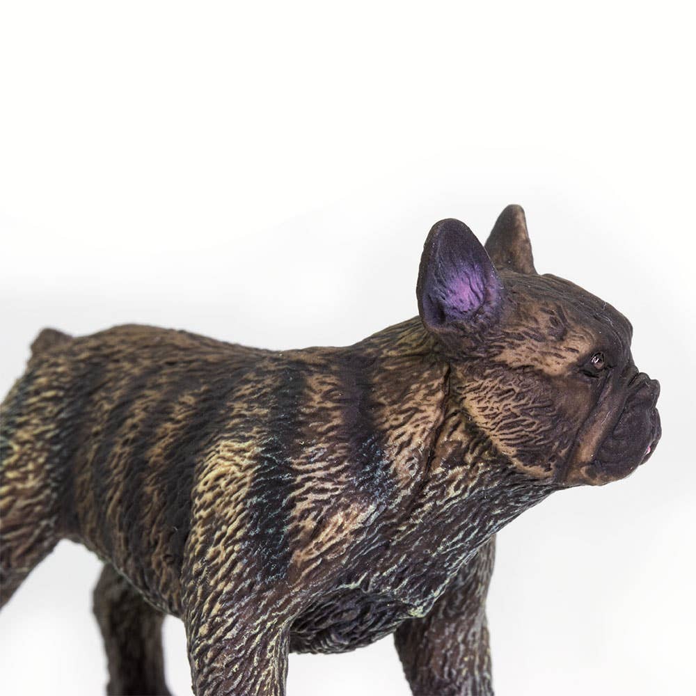 French Bulldog - 100304