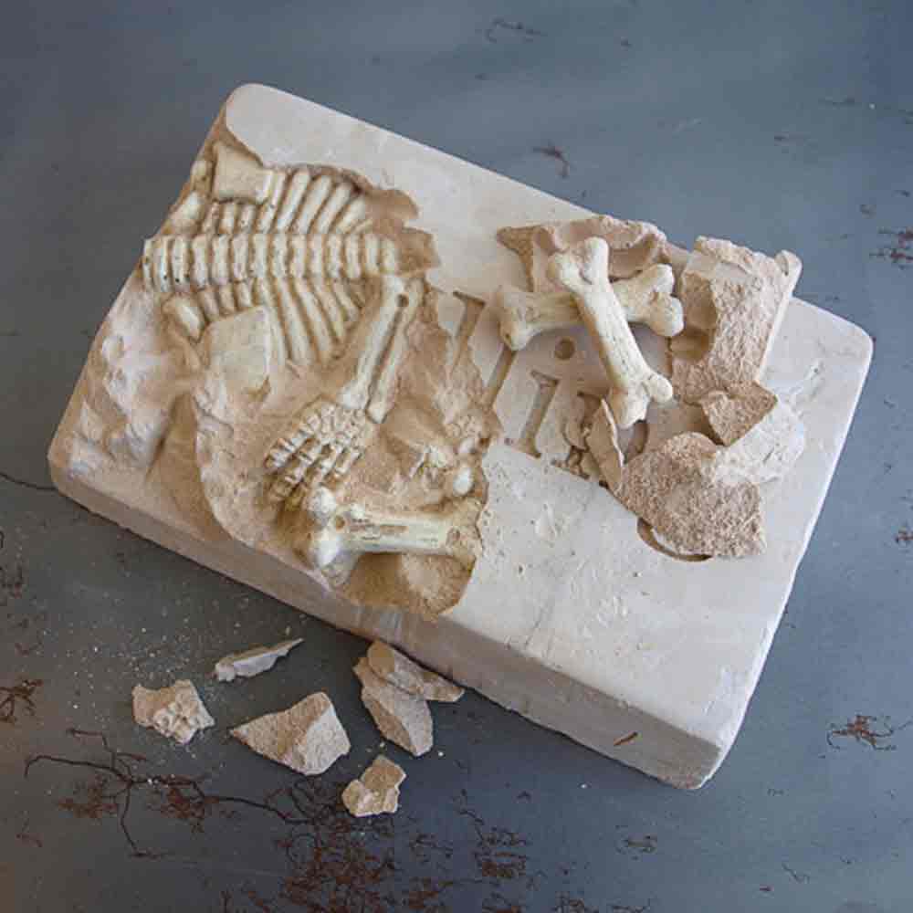 The Pirate Skeleton Excavation Kit