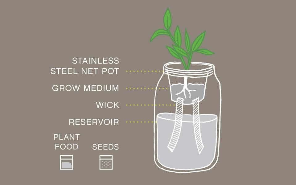 Garden Jar Mint Indoor Garden Kit