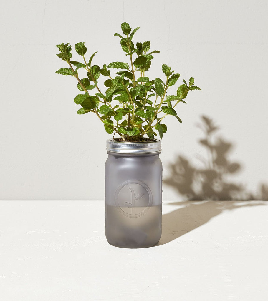 Garden Jar Mint Indoor Garden Kit